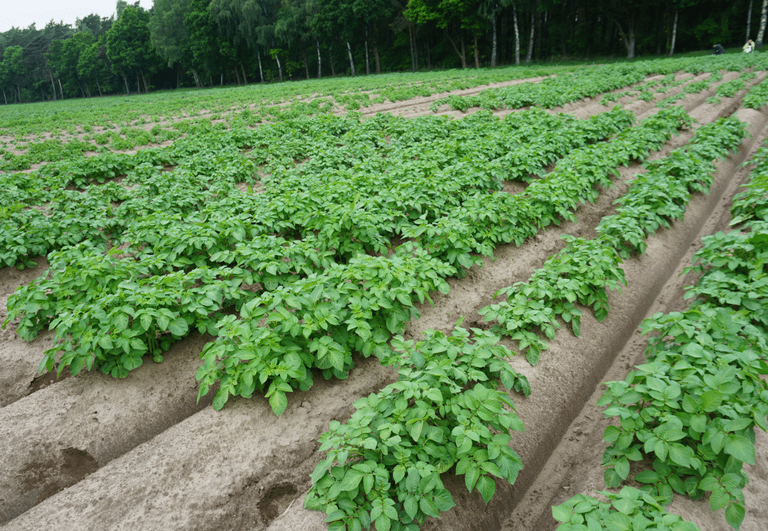 10.06.2020</br>Denar